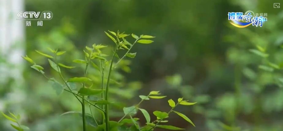 博鳌新知 从99%到“零碳”有迹可循(图4)