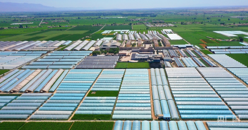 甘肃张掖甘州区：“蔬”写富民产业好“钱”景(图4)