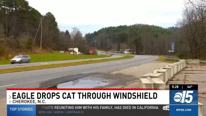 惊险！天降死猫砸破她车玻璃血溅一身！抬头发现是猛禽投的“炸弹”？(图3)
