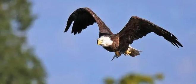 惊险！天降死猫砸破她车玻璃血溅一身！抬头发现是猛禽投的“炸弹”？(图6)