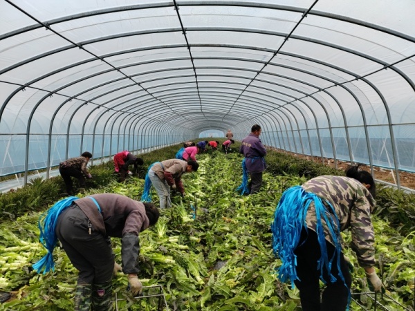 乡村蝶变满目新春节归乡感受沃野田畴中的日新月异(图3)